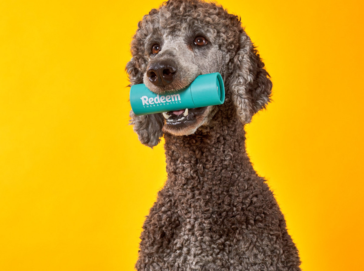 Lifestyle product photography of a large poodle holding a container of Redeem Therapeutics in his mouth